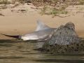 Crocodilo foi flagrado devorando tubaro-cabea-chata no rio East Alligator (Foto: Reproduo/YouTube/Epic Wildlife)