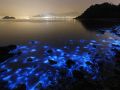 “Mar brilhante” em Hong Kong - Fotos © Kin Cheung/AP
