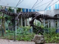 Dinossauro Chasmosaurus Mariscalensis - Pea exposta no Aqurio de So Paulo - Foto: acervo pessoal