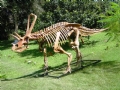 Dinossauro Allosaurus fragillis - Exposto na Universidade de So Paulo (USP) - Foto: Acervo pessoal