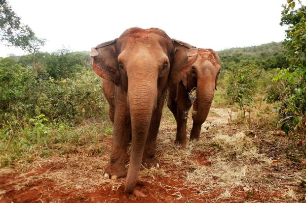 Santurio cresceu mais de 18 vezes e elefantas engordaram 500kg em um ano