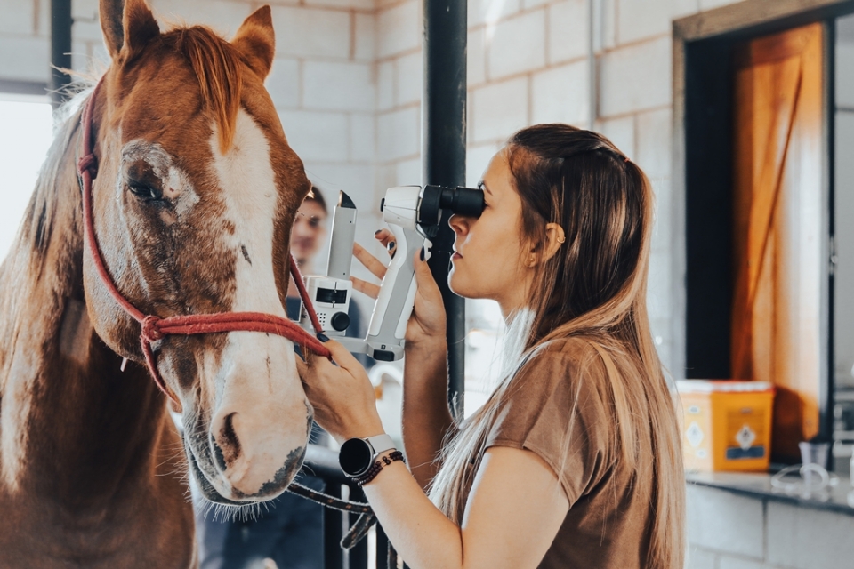 Atendimento oftalmolgico para cavalos e vacas? veja como funciona o trabalho especializado no campo