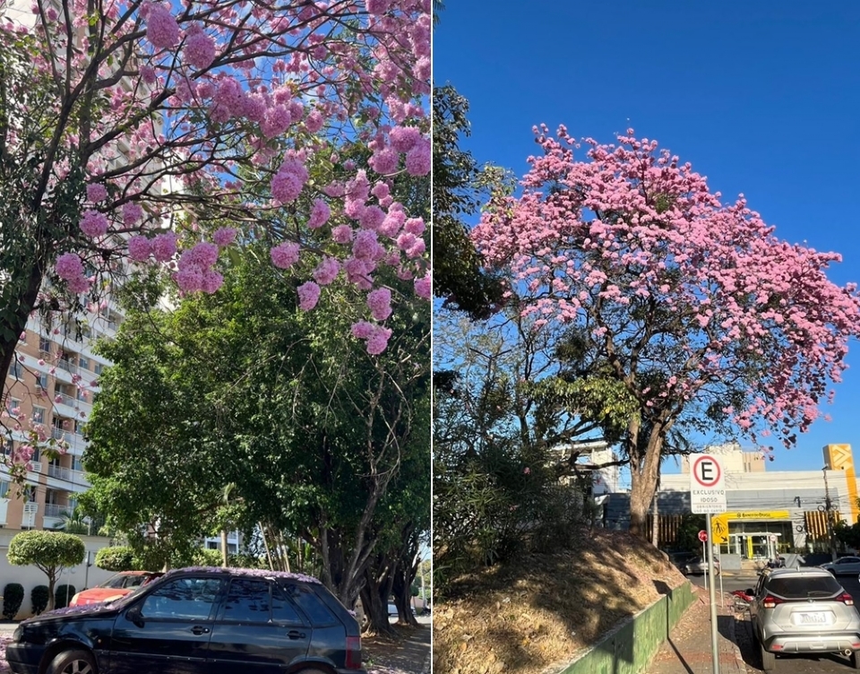 Rosa, roxo e amarelo: florada dos Ips colore e enfeita ruas de Cuiab; veja fotos e vdeos