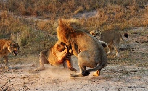 Fmeas livram leo da morte em batalha sangrenta de 2h com rival; veja fotos
