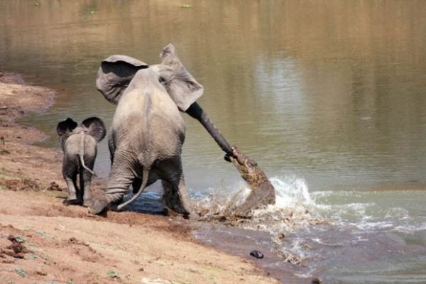 Crocodilo mordeu tromba de elefanta no no Parque Nacional de South Luangwa, em Zmbia