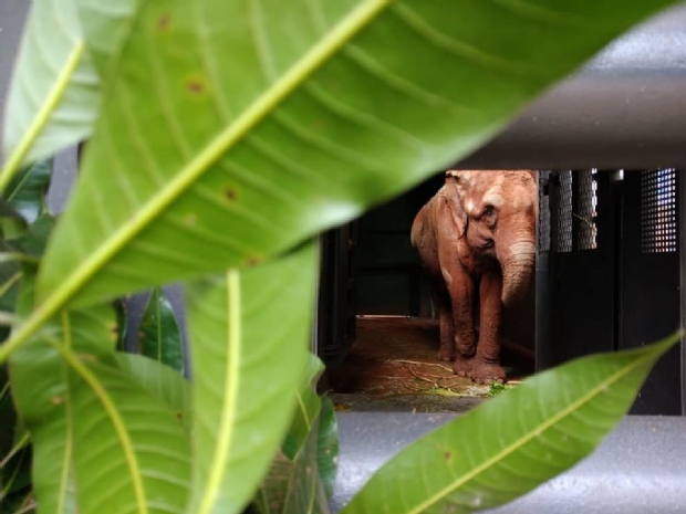 Elefanta Bambi inicia viagem para Santurio em Chapada dos Guimares; veja vdeos