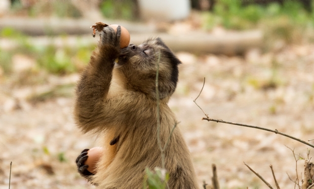 Exposio traz fotos de animais que sobreviveram s queimadas do Pantanal em 2020