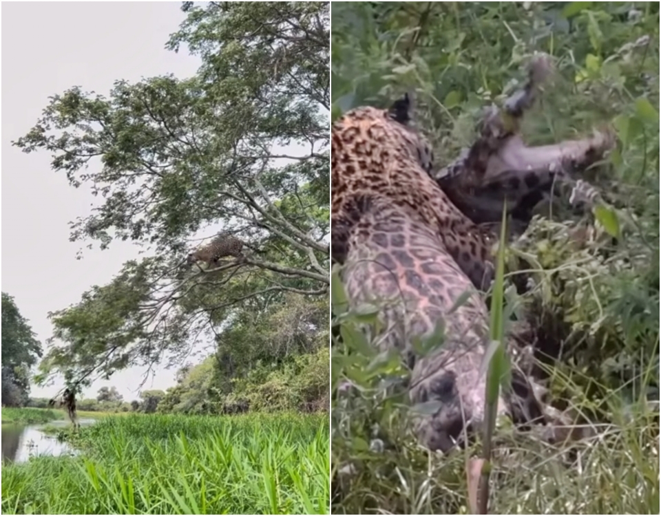 Fotgrafo da frica do Sul especializado em safri filma ona atacando jacar: 'rainha do Pantanal'