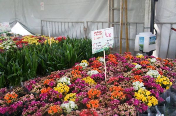 'Temporada das Flores' segue at a metade de setembro com produtos de Holambra