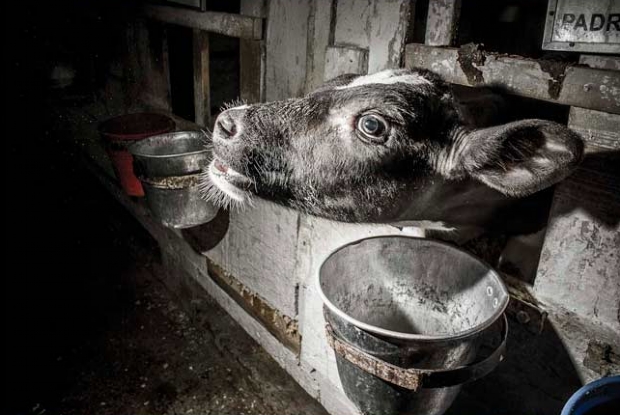 Documentrio sobre a crueldade da indstria leiteira  exibido em Cuiab