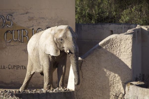 Elefantes vivem em cativeiro em Mendonza, na Argentina
