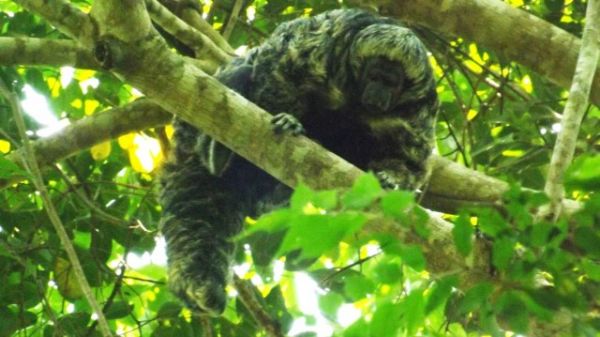 Pesquisadores encontram primata raro entre Pantanal mato-grossense e Amaznia
