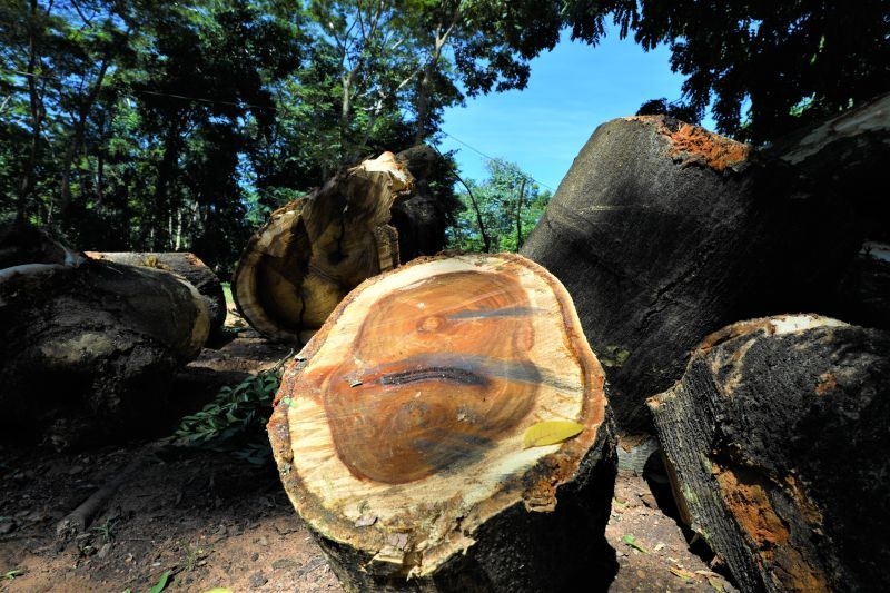 Prefeitura busca parceria para que troncos de Ximbuva sejam transformados em violas de cocho