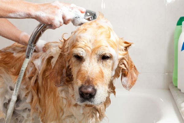 Banho teraputico com prpolis verde previne e trata doenas em animais