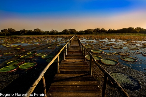 Instituies ambientais vo ao Congresso Nacional pedir polticas de proteo ao Pantanal