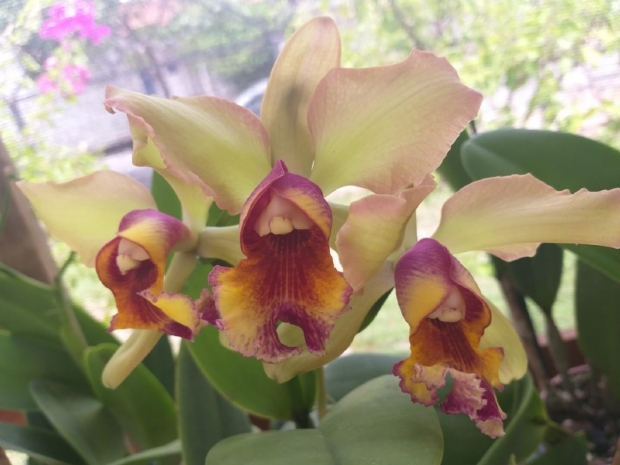 Feira das Orquídeas arrecada ração para ONG em troca de mudas de plantas