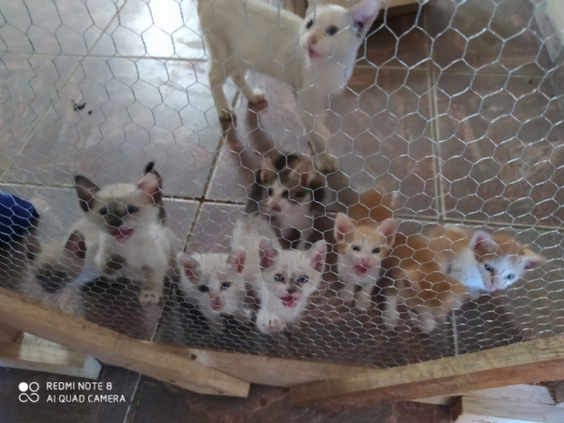 Projeto Lunaar faz live solidária para ajudar mais de 200 cães e gatos