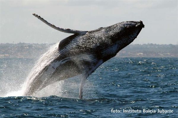 Turistas chegam a ver 20 baleias Jubarte em passeio na ilha Morro de So Paulo