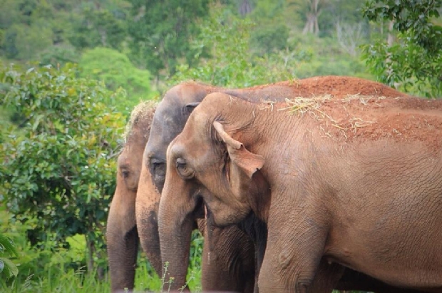 Terceira elefanta chega ao Santurio em Chapada aps vida em circos