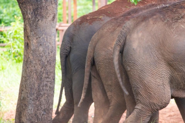 Vdeos mostram rotina das trs elefantas que vivem em Chapada dos Guimares; Assista!