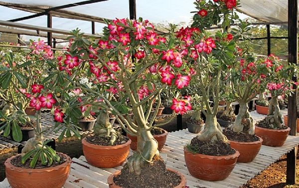 Domingo é o último dia para conferir o III Festival de Orquídeas e Rosas do  Deserto :: Olhar Conceito