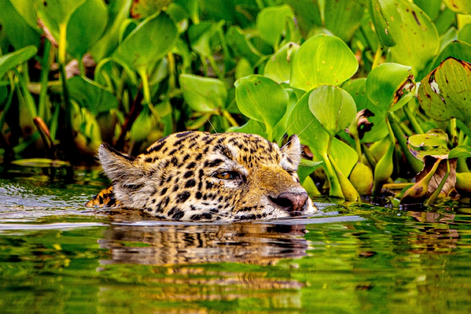 Cineasta francs grava documentrio sobre onas 'Jaju e mbar' no Pantanal e faz expedio em MT