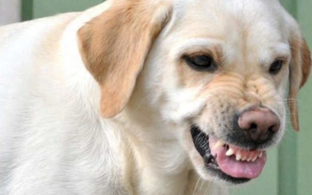Palestra beneficente ajuda tutores a entender e lidar com a agressividade dos cães