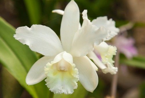 Pesquisadores da Universidade de Mato Grosso descobrem nova espécie de  orquídea :: Olhar Conceito