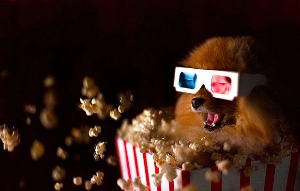 Pantanal Shopping realiza sesso de cinema para cachorros no prximo sbado