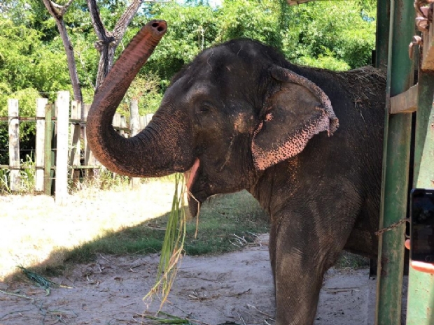 Santurio em Chapada dos Guimares recebe mais uma elefanta nesta semana
