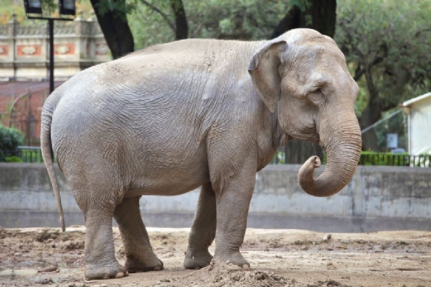 Santurio de Chapada dos Guimares receber mais uma elefanta da Argentina: Mara