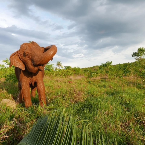 Pouco mais de dois meses depois de chegar a Chapada, elefanta Ramba morre de problemas renais