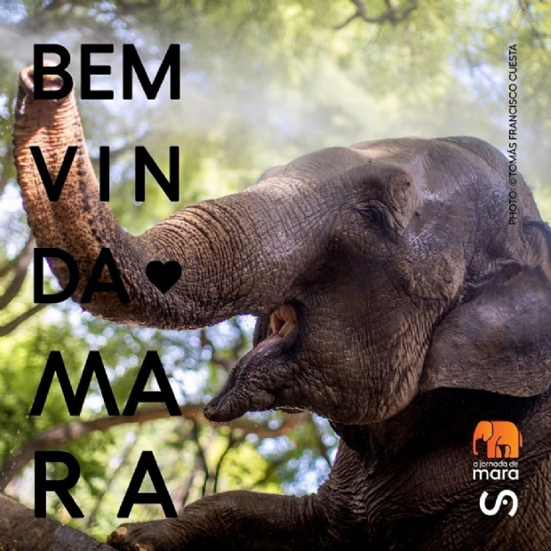 Elefanta argentina chega a Chapada e Santurio j abriga quatro animais; Veja vdeo!