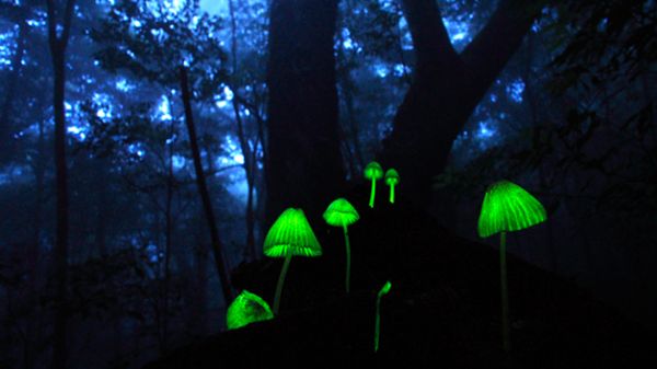 Arte da natureza: conhea os raros e fantsticos cogumelos luminosos;  Veja fotos 