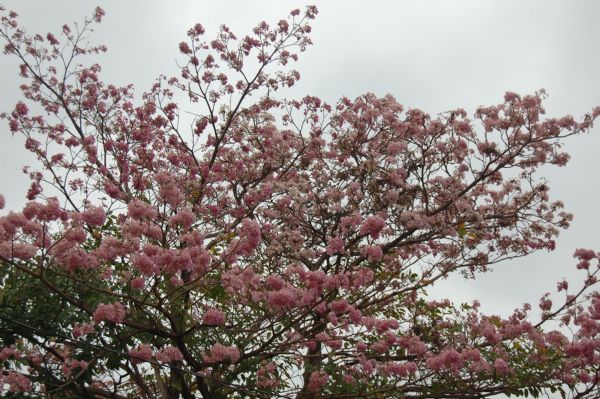 Primavera em Cuiab perde colorido dos Ips e fica carente de flores; veja fotos