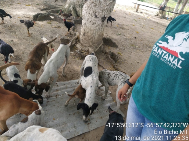 Grupo lança campanha para levar ração para cães e gatos das comunidades do Pantanal