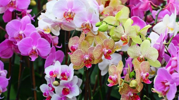 ‘Expomãe’ terá mais de 30 espécies de orquídeas à venda nesta semana
