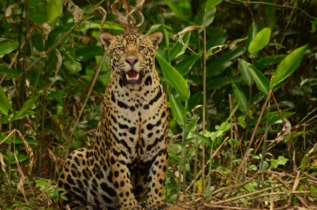  hora da ona beber gua: a saga dos turistas em busca da observao dos famosos felinos do pantanal