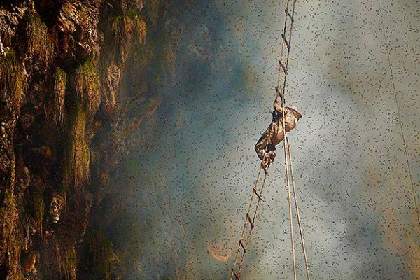Fotgrafo registra de perto a arte em vias de extino dos caadores de mel do Nepal