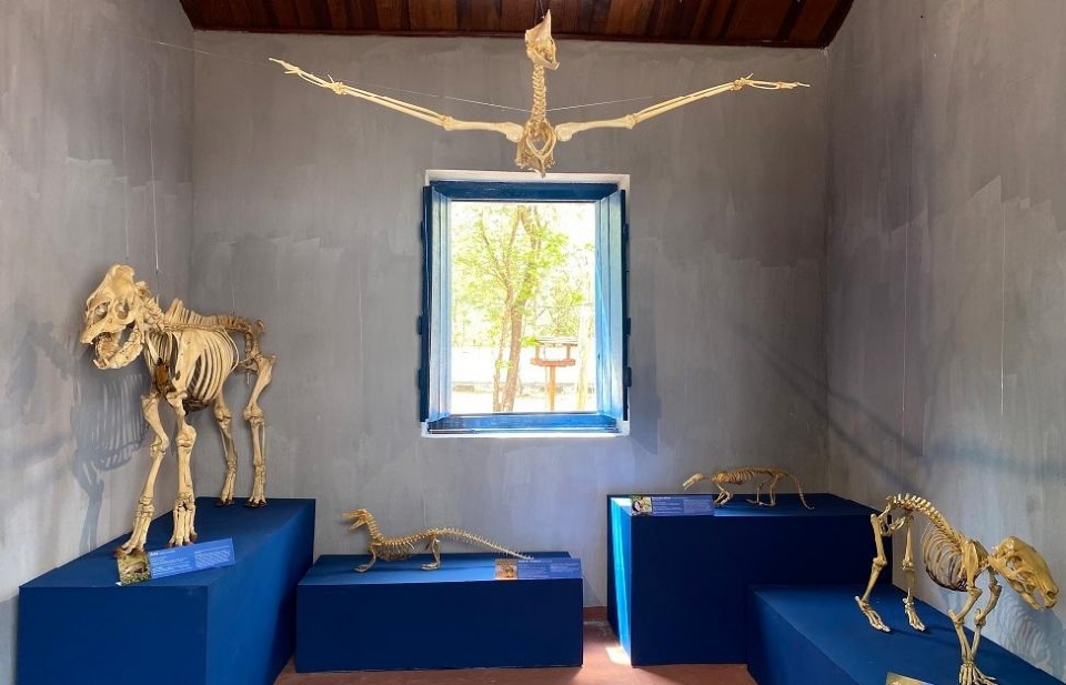 Exposição com esqueletos de animais do Pantanal fica aberta até o próximo domingo
