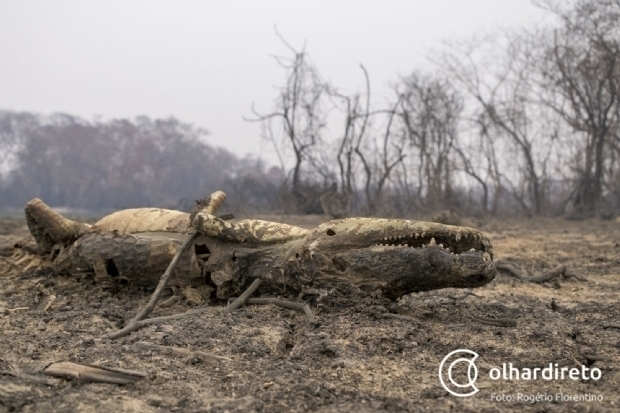 Animais atingidos por incêndios no Sesc Pantanal são destinados ao Museu Nacional