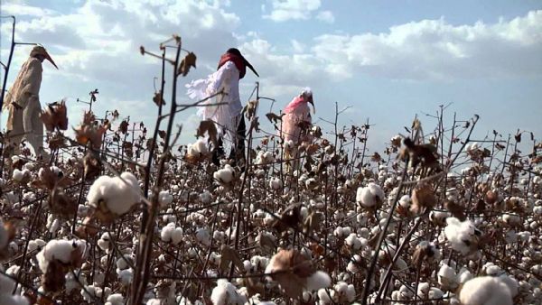 Curta de Mato Grosso denuncia com arte a invaso das lavouras de algodo nos limites de Chapada dos Guimares