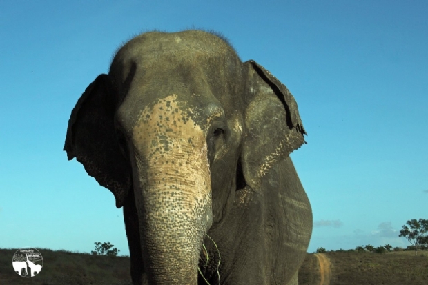 Rana ser a 3 resgatada a chegar ao santurio de elefantes em Mato Grosso