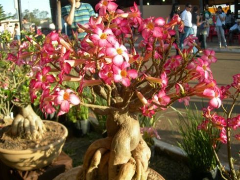 Cuiab recebe 1 Festival de Orqudeas e Rosas do Deserto; Saiba mais
