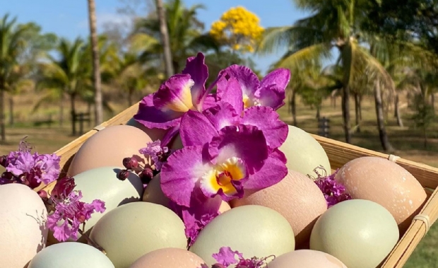 Casal aposta na produção de ovos com galinhas soltas: “pensando no bem estar animal”