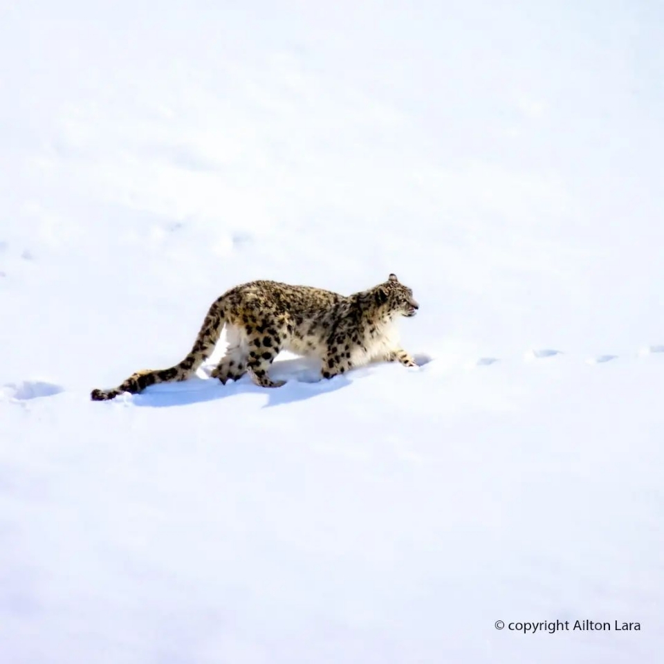 Fotgrafo cuiabano especializado em onas-pintadas registra leopardo-das-neves na ndia; veja vdeo