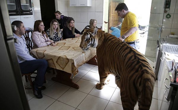 Conhea a famlia brasileira que vive com 7 tigres adultos em casa; Veja fotos 