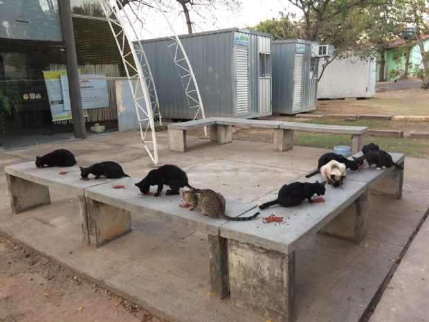 Estudante de medicina cria projeto de venda de copos para alimentar e castrar gatos abandonados