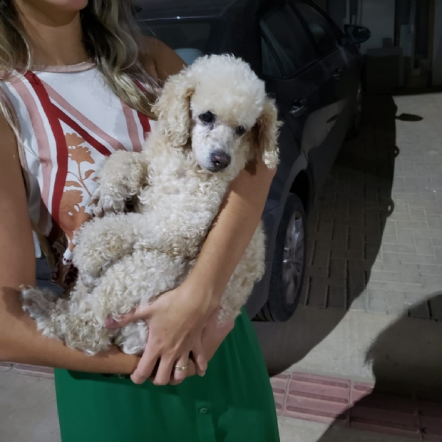 Nutricionista resgata poodle macho andando pelas pistas da  Avenida das Torres em Cuiabá