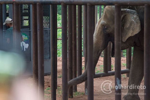 Dia do elefante  lembrado por Santurio de Elefantes Brasil, que mantm animais em Chapada dos Guimares
